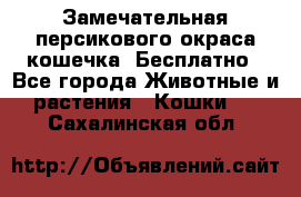 Замечательная персикового окраса кошечка. Бесплатно - Все города Животные и растения » Кошки   . Сахалинская обл.